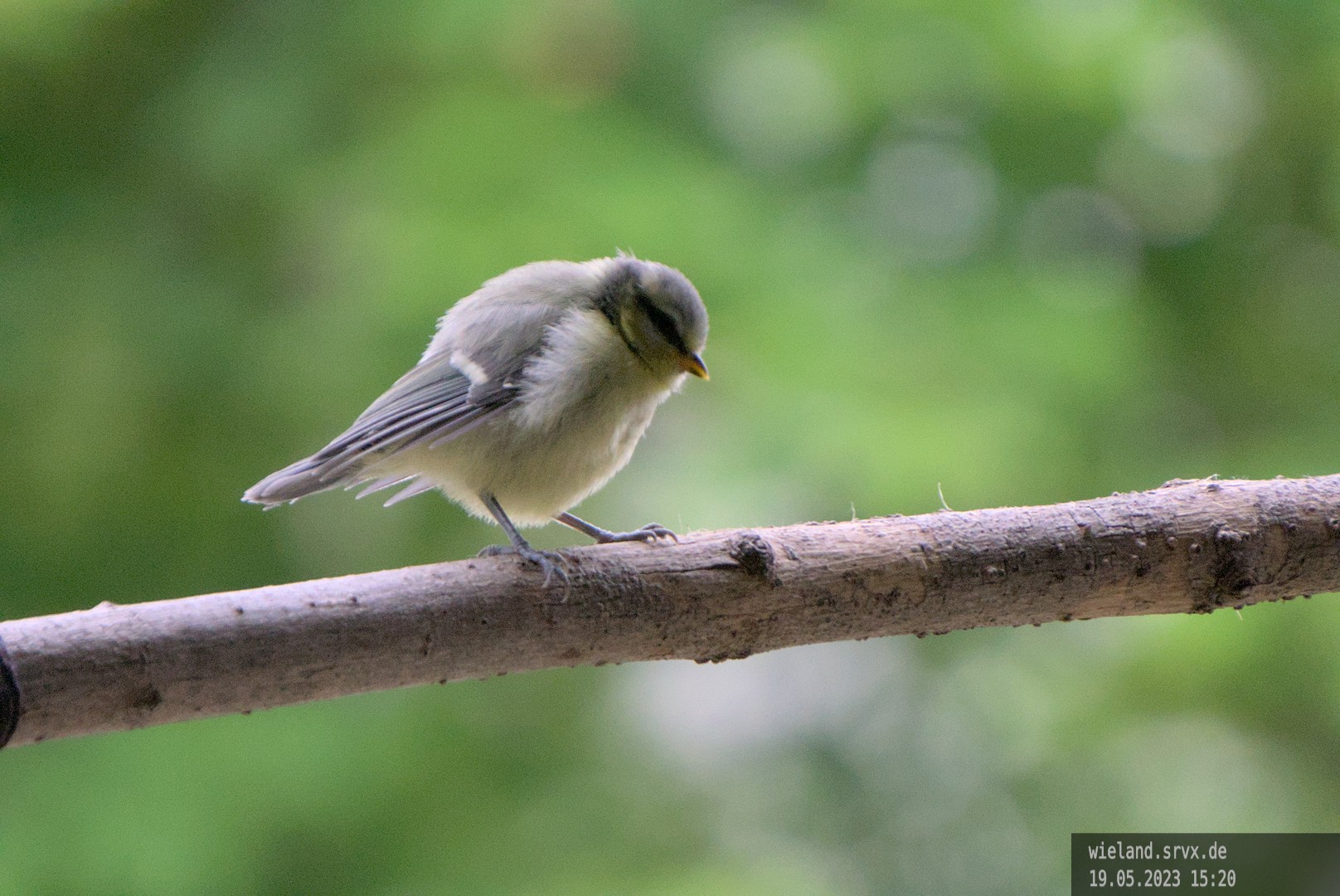 Andere Blaumeisen haben zur 'richtigen' Zeit gebrütet